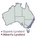 yrlebird|map showing where lyrebirds live.